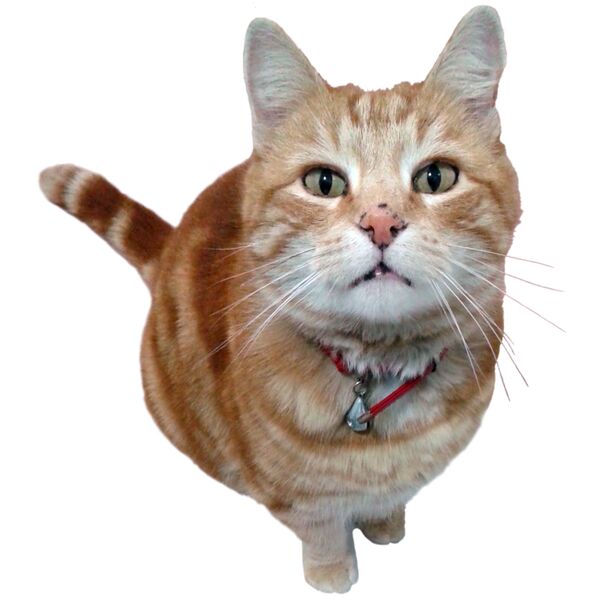 Jerry Cat Thumbnail